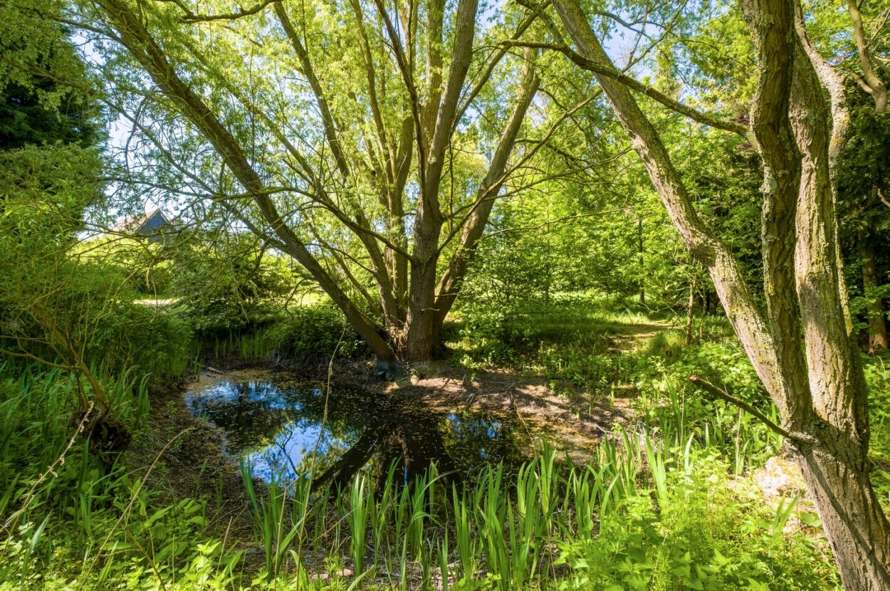 Parkers Road, Cotton