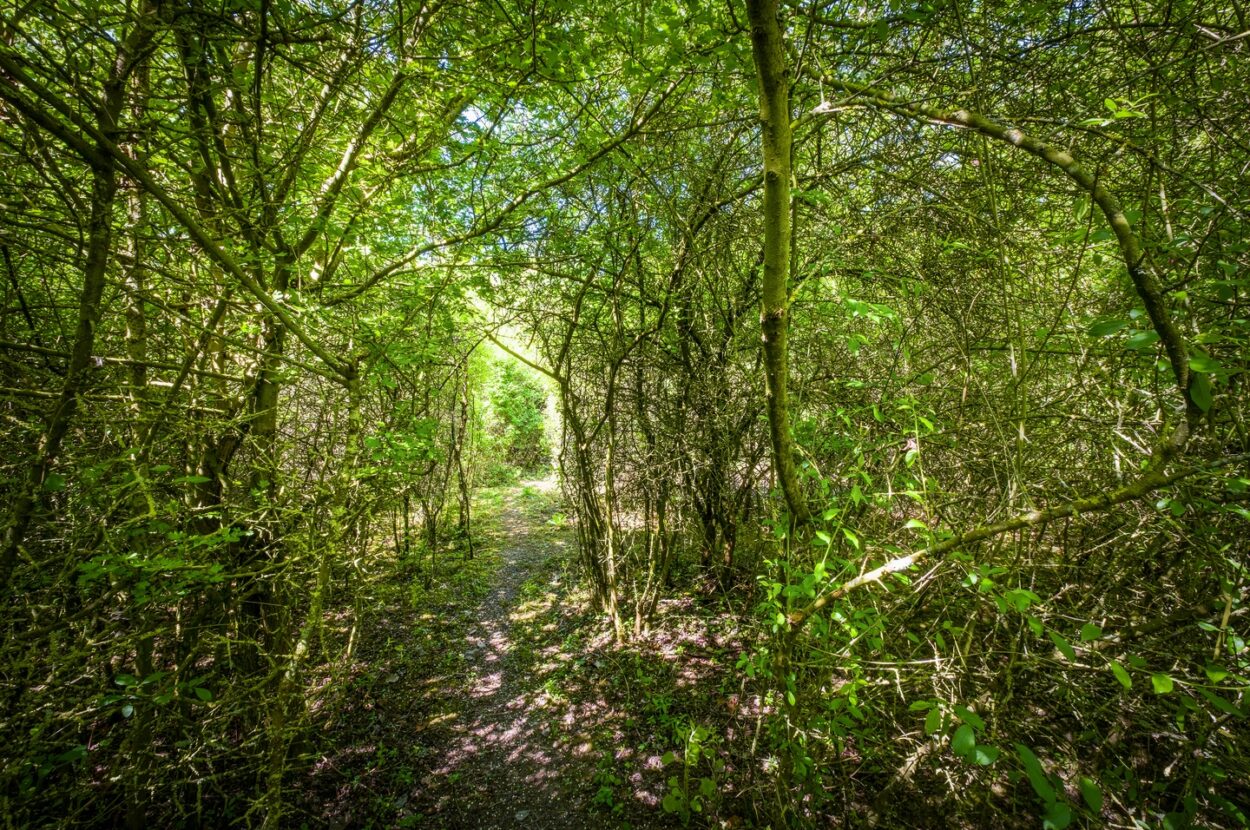 Parkers Road, Cotton