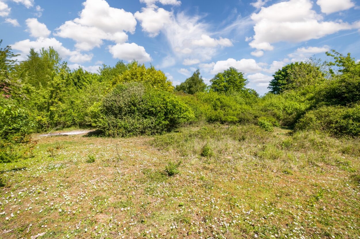 Parkers Road, Cotton