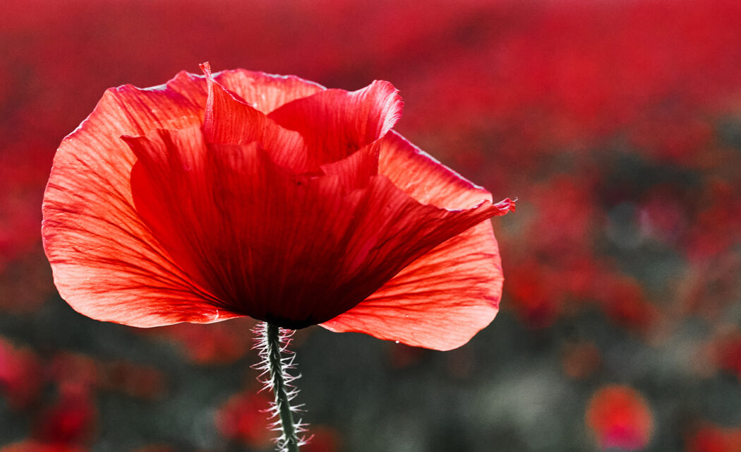 Lest we forget: Suffolk’s wartime heroes