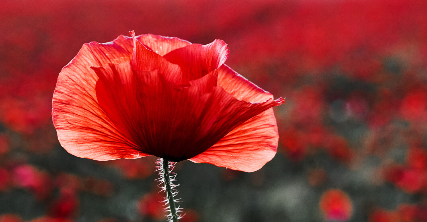 Lest we forget: Suffolk’s wartime heroes