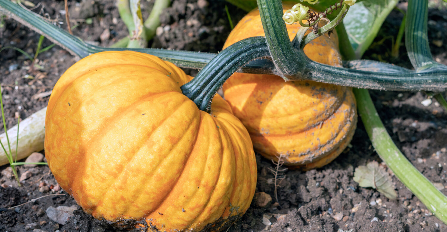 Top of the plots: The appeal of allotments