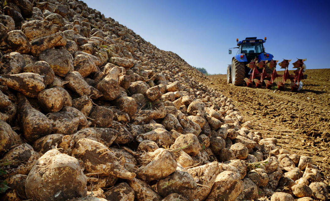 Sugar beet and Suffolk