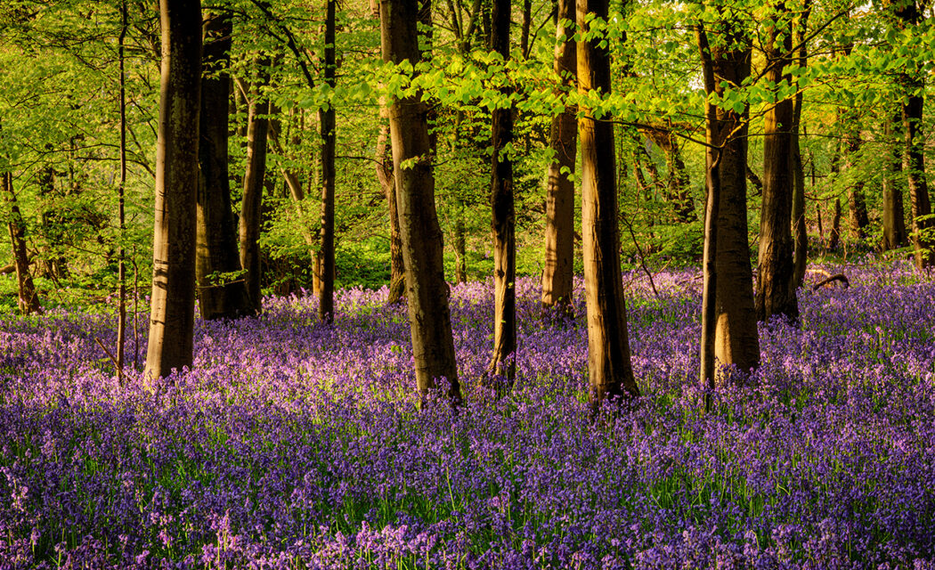 Chalkney Wood, Essex
