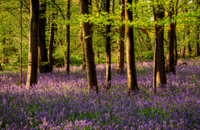 Chalkney Wood, Essex