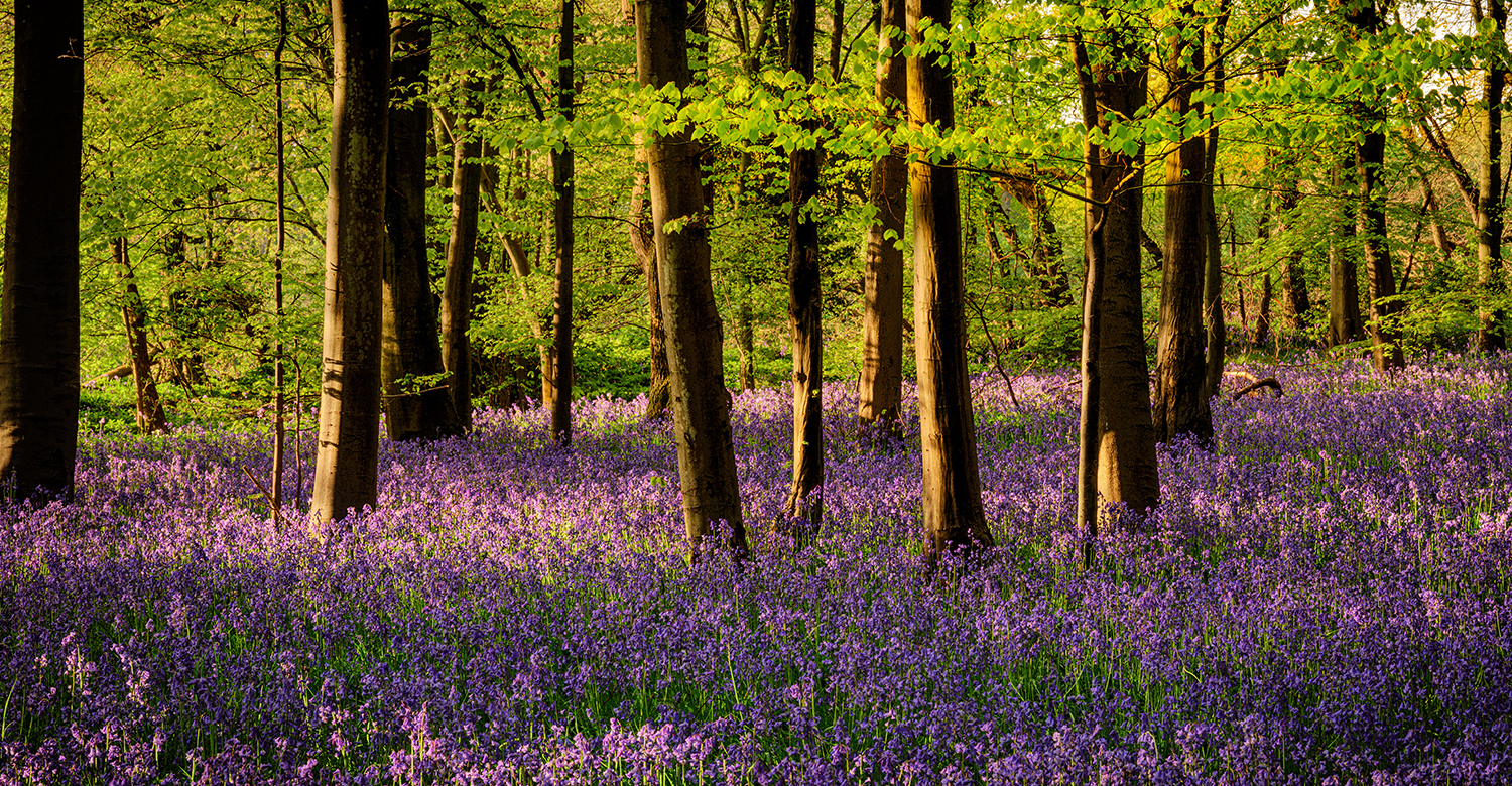 Chalkney Wood, Essex