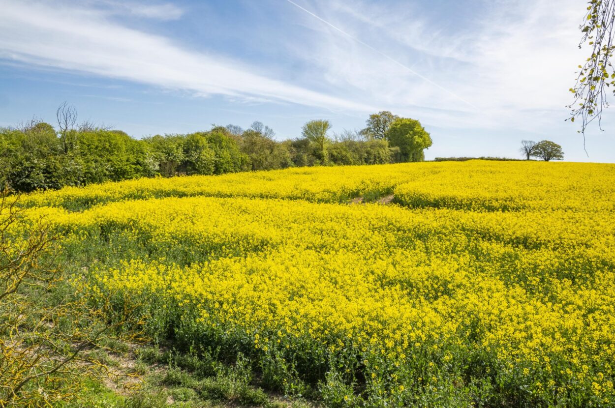 Acton, Sudbury, Suffolk